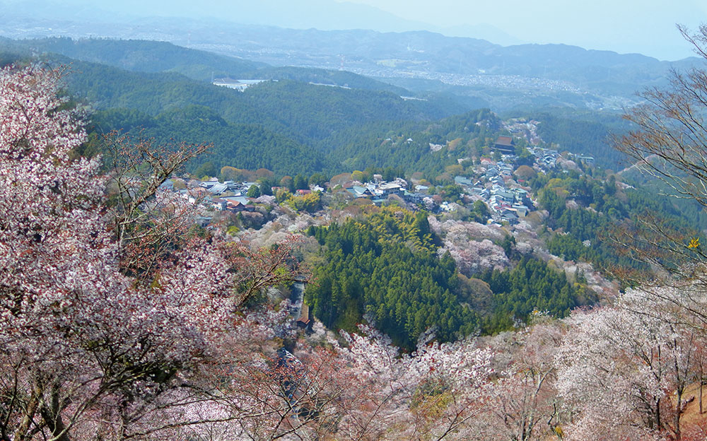 吉野山の桜