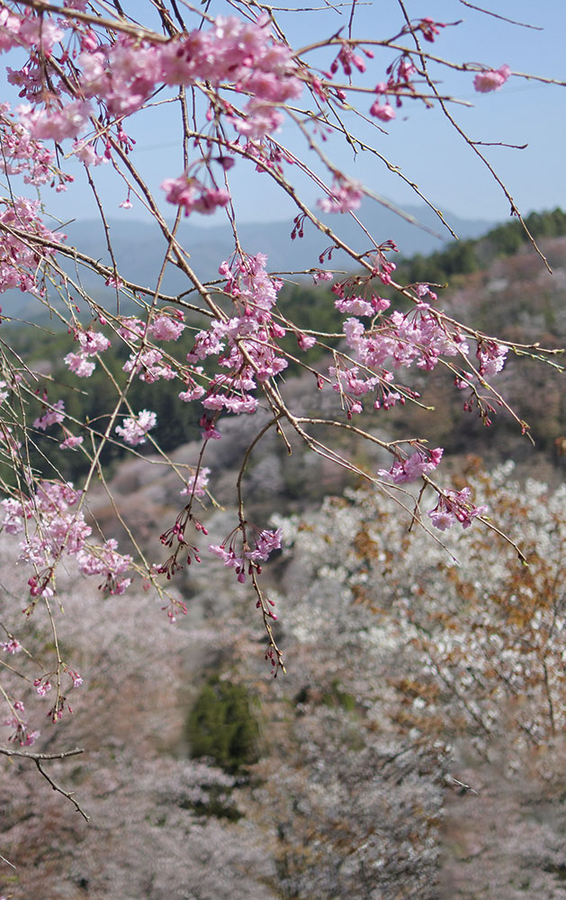 吉野山の桜